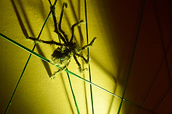 BOO FRIDAY AT RED LION