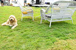 DAYLIGHT, DARK NIGHT AND BLUE SKIES WITH PAPA BUENO