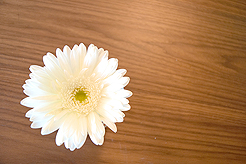 FRESH LOOK REAL ESTATE LAUNCH EVENT