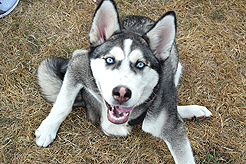 LAURELHURST BACKYARD BBQ 2018