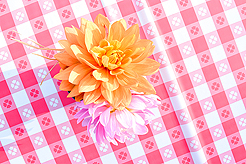 LAURELHURST SALMON BAKE 2016