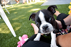 MOMENTUM - MULTI-VENDOR