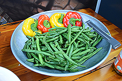 RFM - MULTI-VENDOR - STEPHANIEPLLC