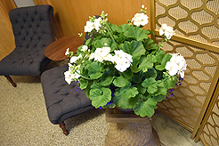 TIMELESS TACOMA TREASURES