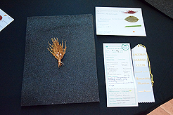 TIMELESS TACOMA TREASURES