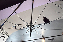 WATERCRESS HALLOWEEN