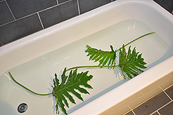 MOSLER LOFTS INDUSTRIAL CHIC