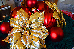 THE MARTIN FOR THE HOLIDAYS