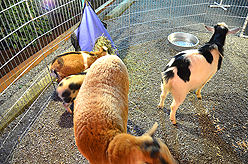 STACY LOGAN HOLIDAY EXTRAVAGANZA