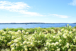 LOVE IN BLOOM AT WOODMARK HOTEL